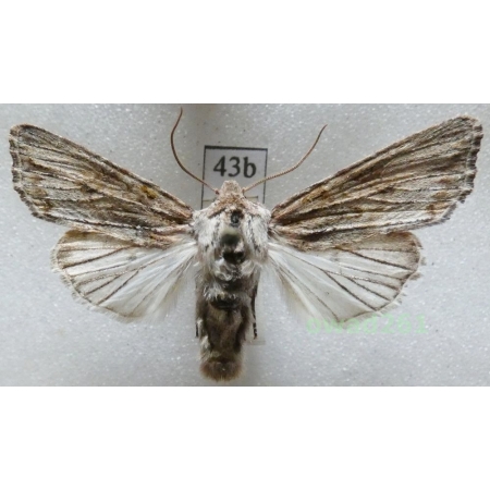 Egira conspicillaris (Linnaeus, 1758) Czech43b
